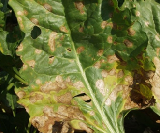 Ramularia (pletskimmel)